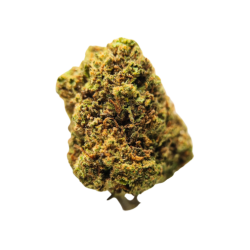 Critical - FUZ