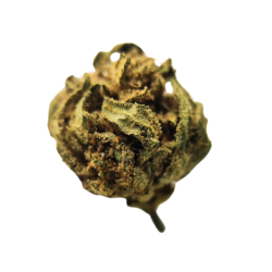 Bubblegum CBD