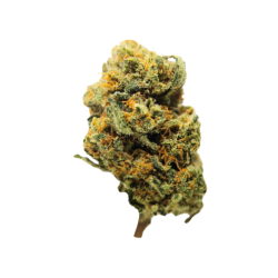 Special ONE CBD