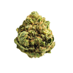 Small Gelato US