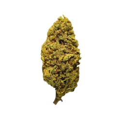 Critical Cheese CBD