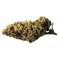 Hashplant - FUZ