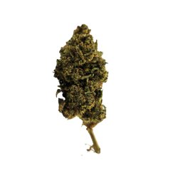 Lemon Sorbet BZ - FUZ