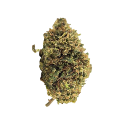 Watermelon STV - FUZ