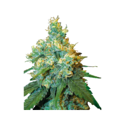 Jack Herer